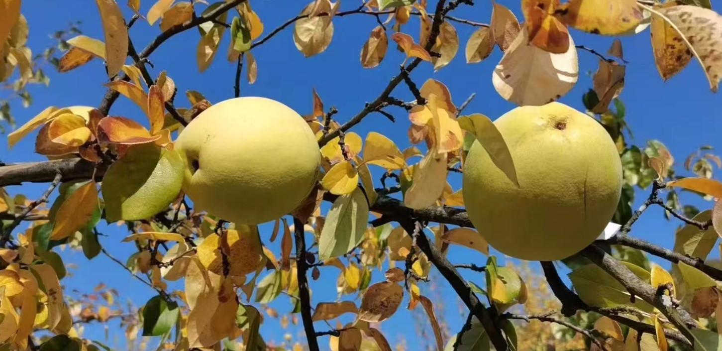 草木情深：我与白河木瓜的不了缘