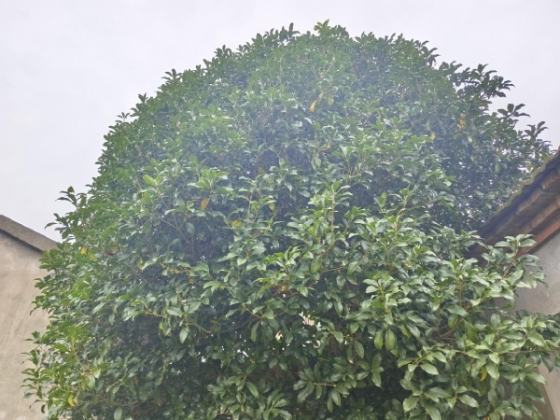 江苏海安:院内的那棵桂花树